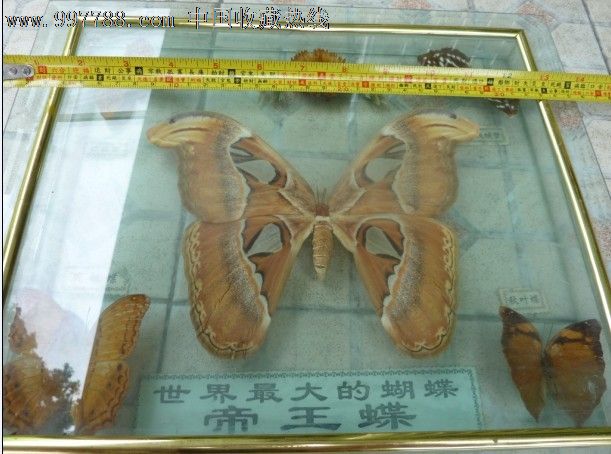 世界最大的蝴蝶标本一帝王蝶