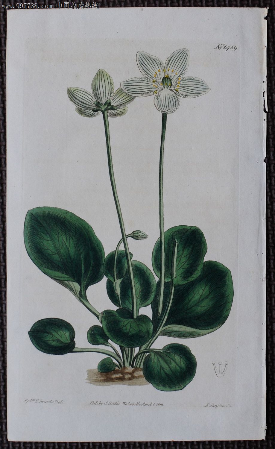 1812年英国柯蒂斯植物铜版画-parnassiacaroliniana