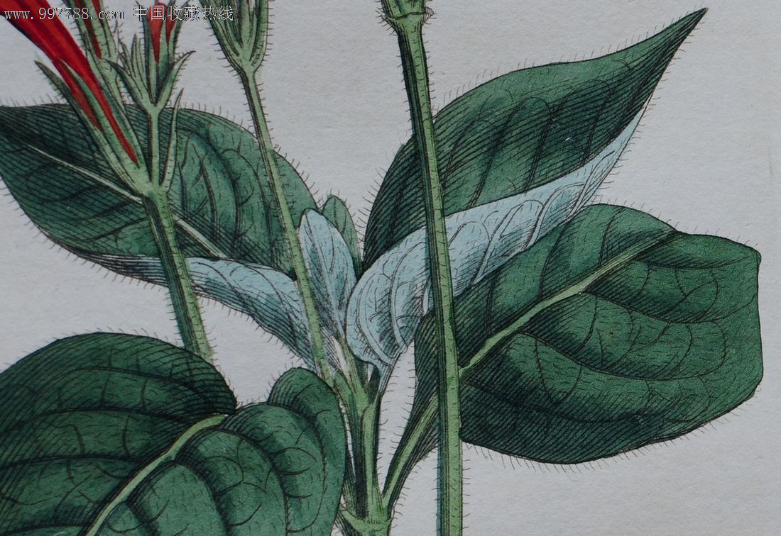 1811年英国柯蒂斯植物铜版画-ruelliaformosa