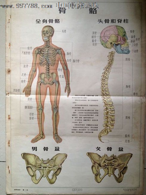 56年宣传画挂图《我们的身体》中华书局对开7张全