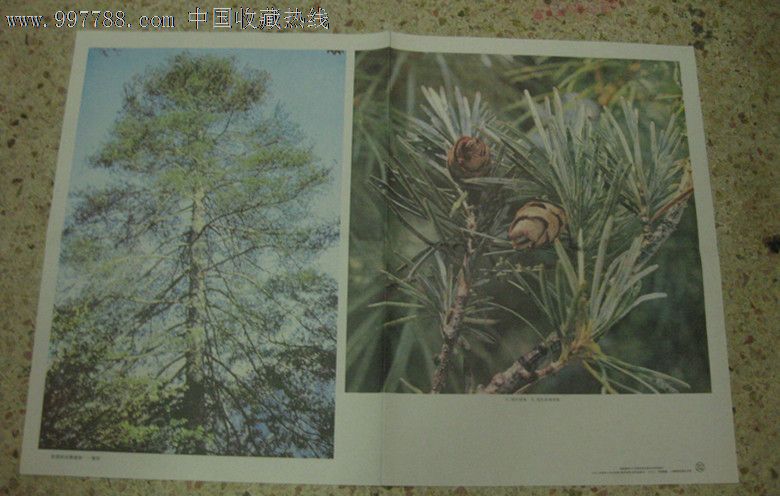 (对开开教学挂图)我国的珍稀植物--银杉-年画/宣传画