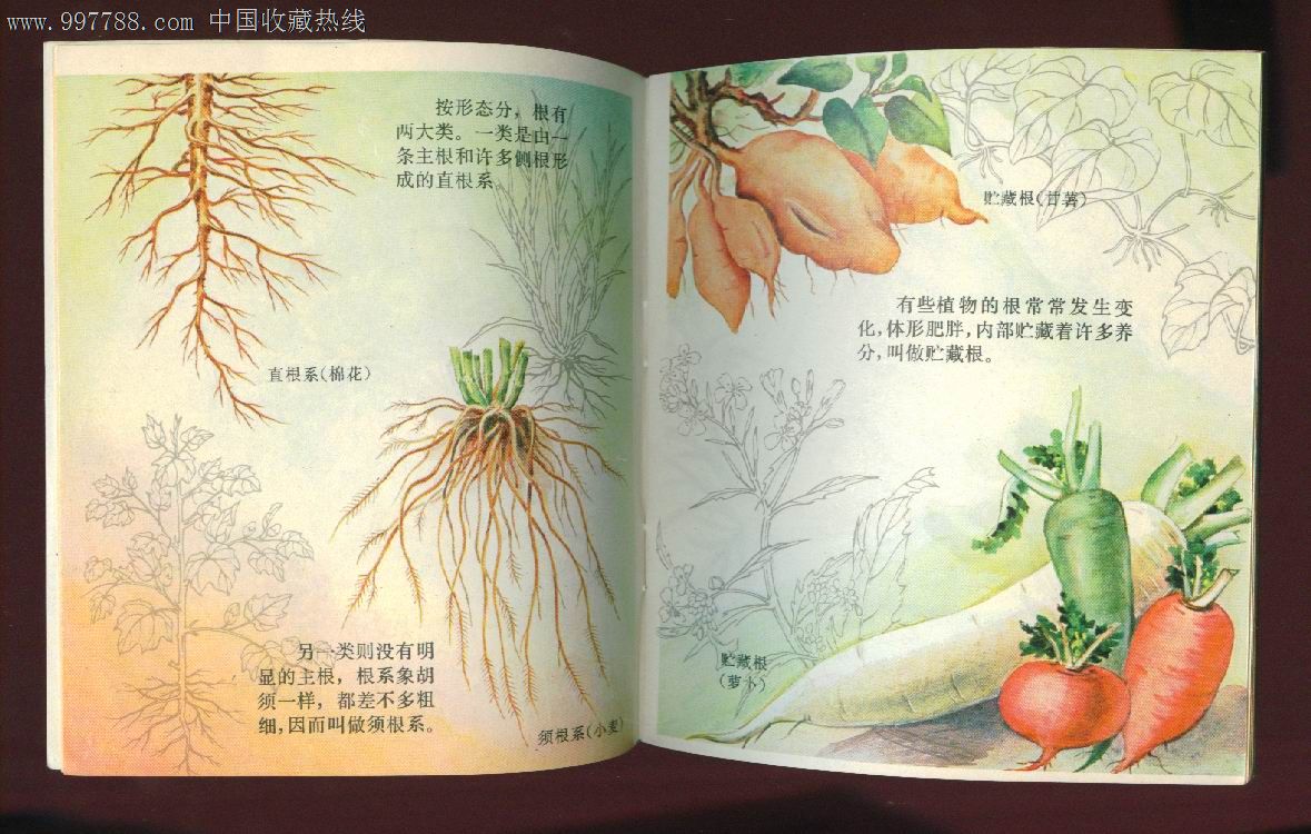 自然画丛【植物的形态】-se12688357-连环画/小人书-零售-7788收藏
