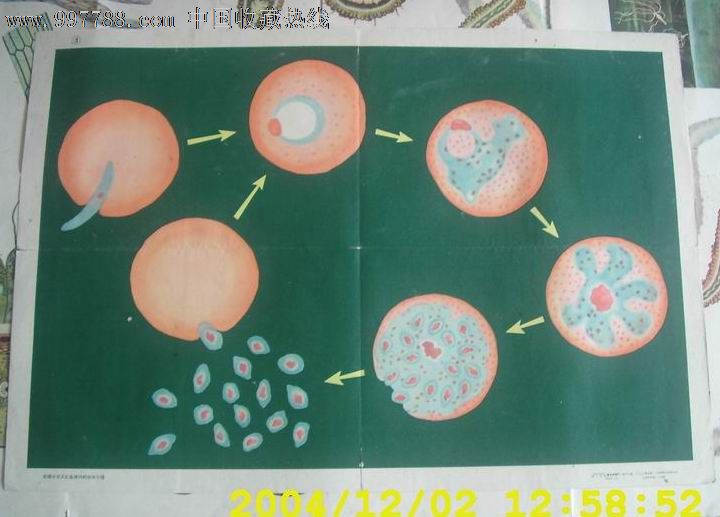 疟原虫在人红血球内的裂体生殖