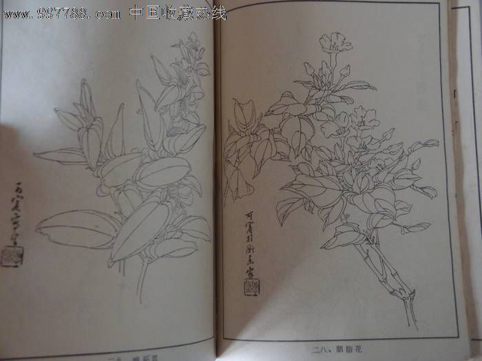 白描花卉写生集