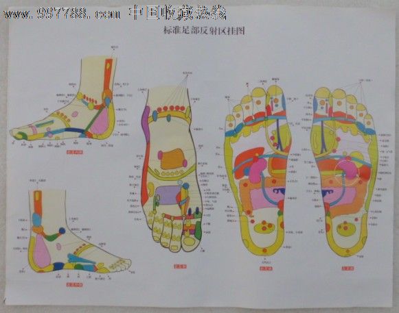 标准足部反射区挂图