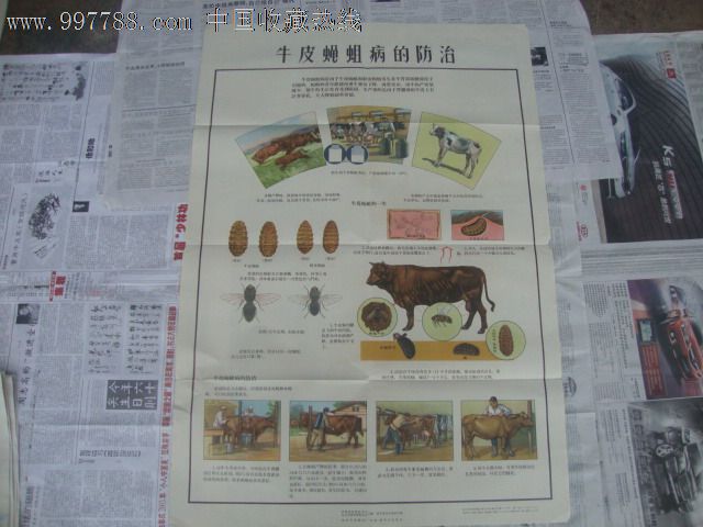 牛皮蝇蛆病的防治