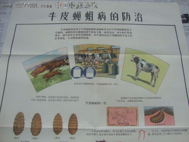 牛皮蝇蛆病的防治