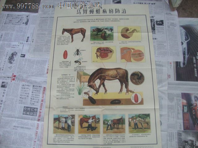 马胃蝇蛆病的防治