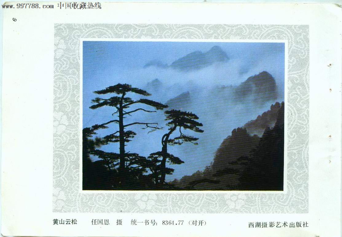 黄山云松