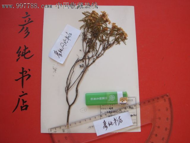 大兴安岭《植物标本》有某标本室标签【标有科名学名68张合售】10号