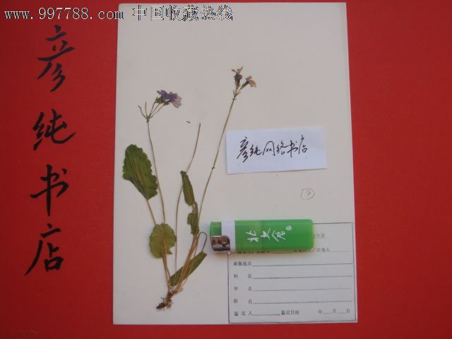 大兴安岭《植物标本》有某标本室标签未标科名学名【19张合售】店内