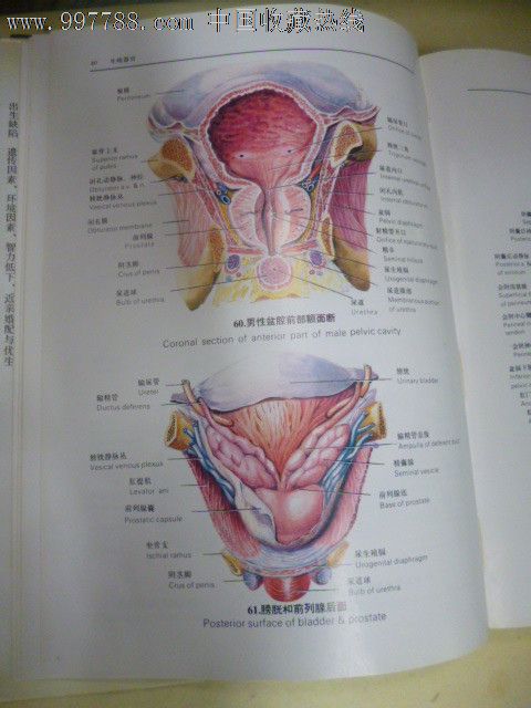 人类生殖调节图谱