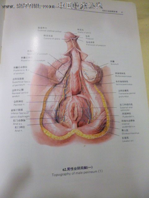 人类生殖调节图谱