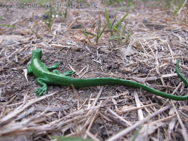 美国正品safari出品仿真动物模型热带雨林爬行动物长尾蜥蜴