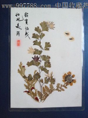 手工制作植物标本【寂寞让我如此美丽】