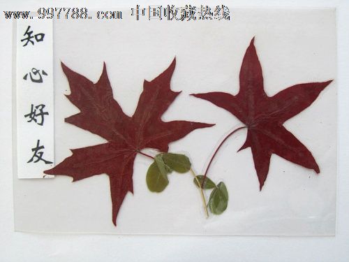 香山红叶—一知心好友_叶雕/树叶画_第1张_7788工艺画