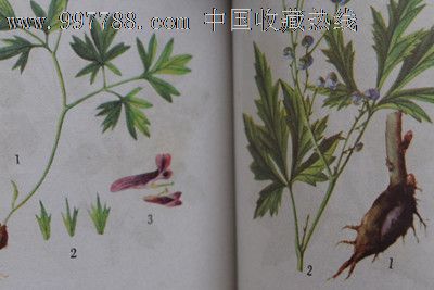 东北中草药