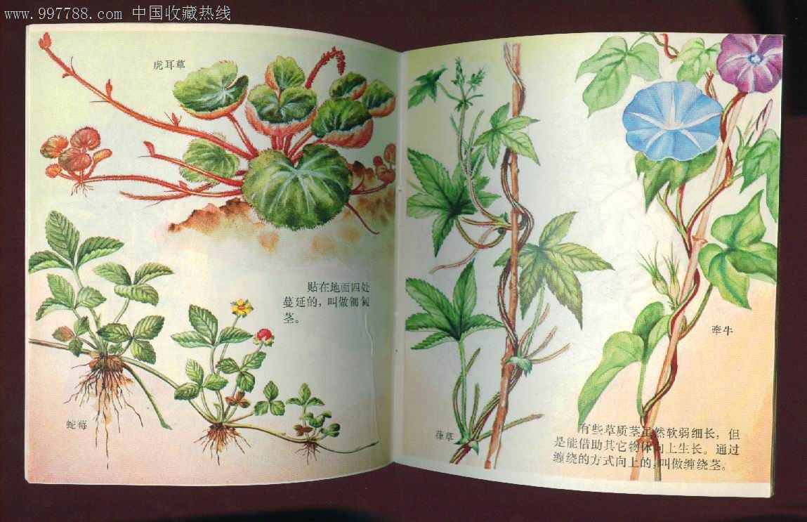 自然画丛【植物的形态】-se14695324-连环画/小人书