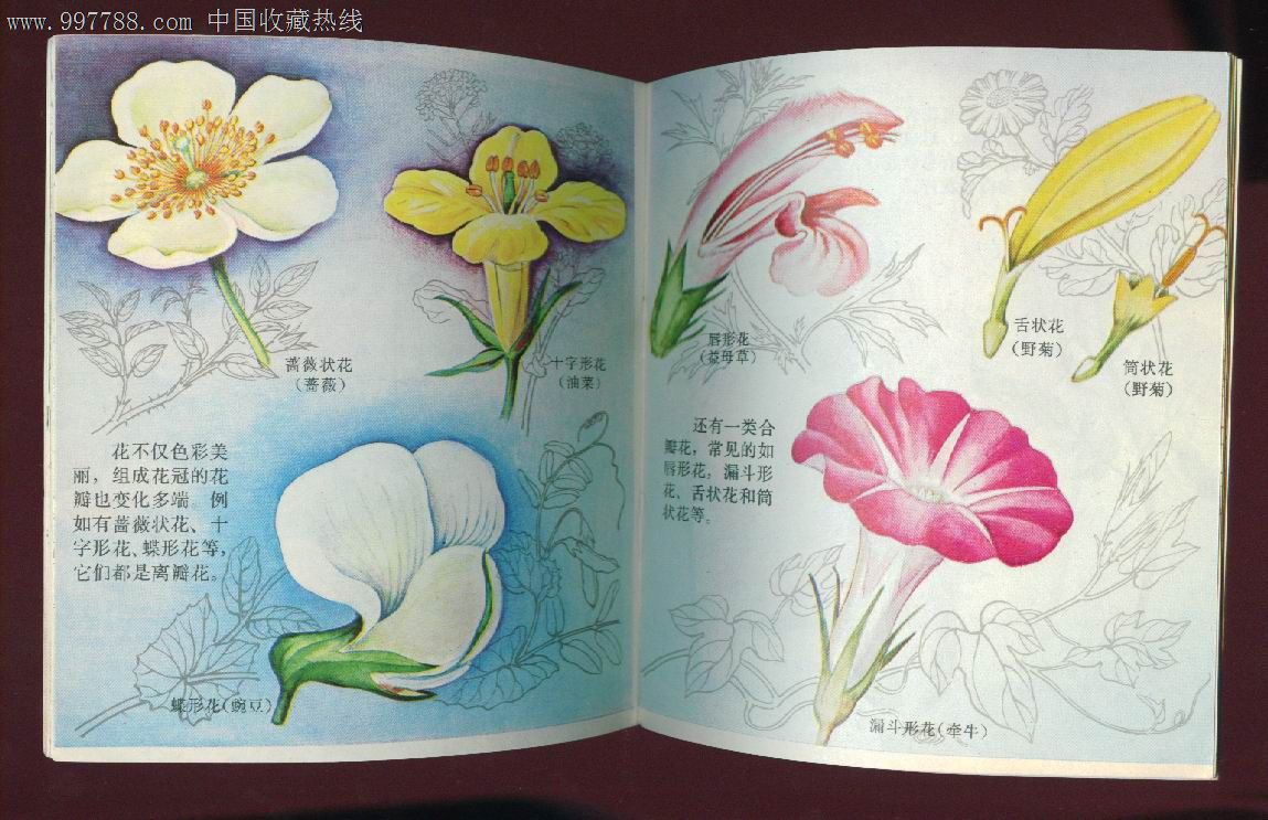 自然画丛【植物的形态】-se14695324-连环画/小人书-零售-7788收藏