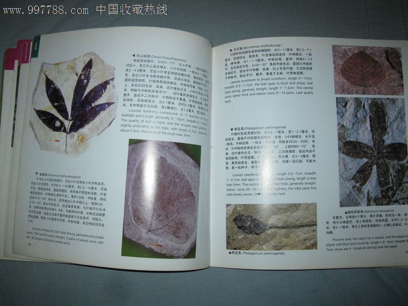 山旺古生物图鉴