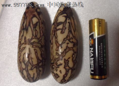 鳄鱼果一对_第2张_7788收藏__收藏热线