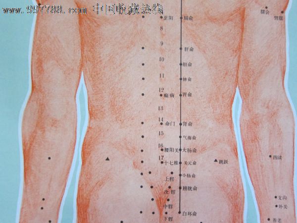 新针常用穴位参考图,针灸挂图宣传画三张一套