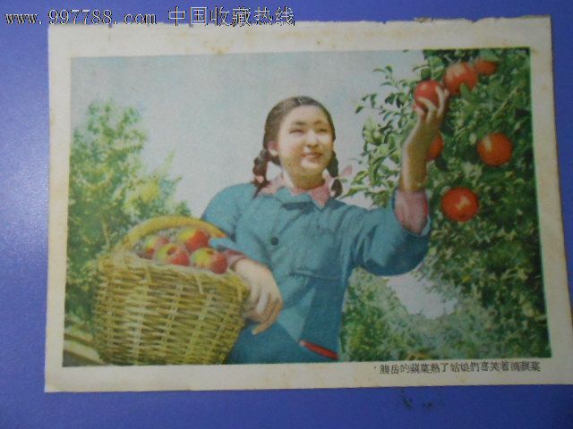 熊岳的苹果熟了姑娘们嬉笑着摘苹果.小画片