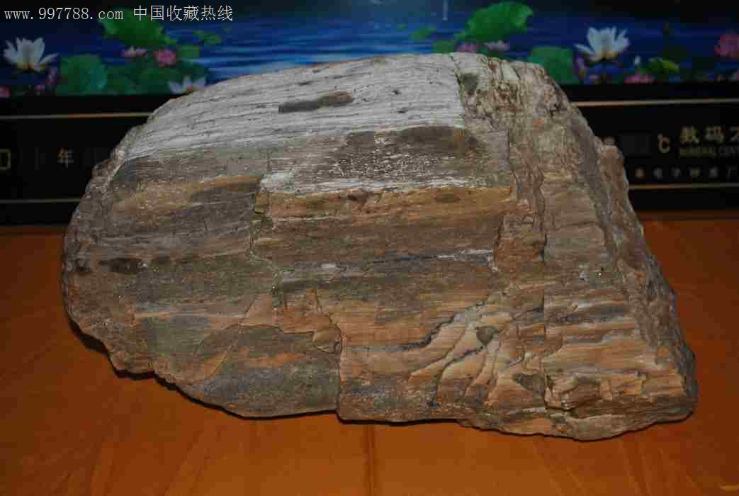 玛瑙状木化石