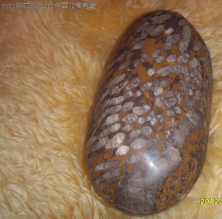 古虫化石-价格:2888元-se15576314-动植物化石-零售-7788收藏__中国收藏热线