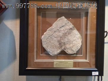 植物化石_价格1200.0000元_第1张_7788收藏__收藏热线