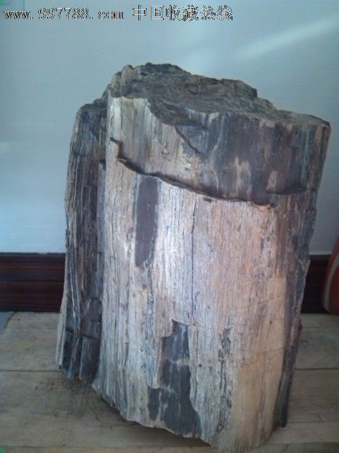 枯木木化石