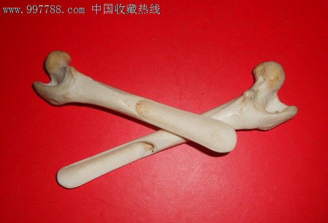 羊骨鸟食铲