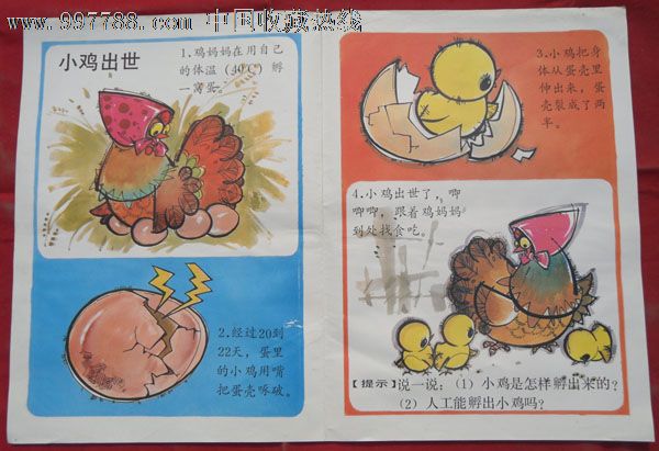 幼儿教学挂图小鸡出世