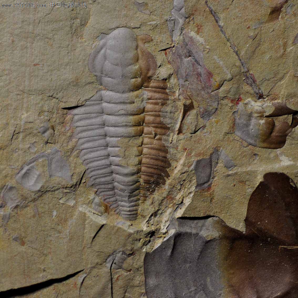 满苏氏莱德利基三叶虫化石,尺寸大,长度2.6cm