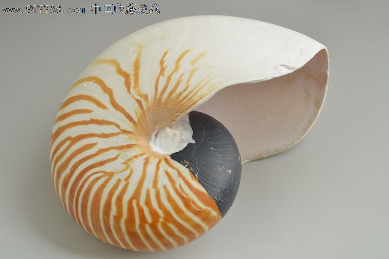 天然鹦鹉螺大号18cm左右大装饰/摆设/礼品