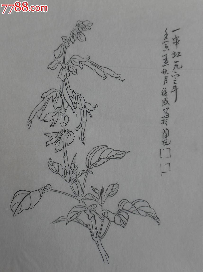 陶瓷学院老教授-徐成-50年代白描花卉画稿36张一套