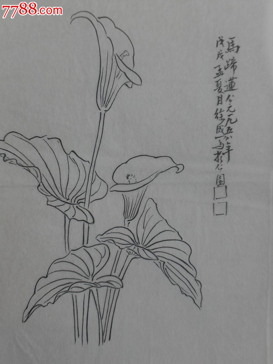陶瓷学院老教授------徐成---50年代白描花卉画稿36张