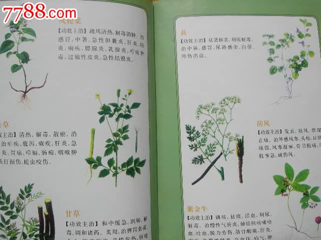 医用本草纲目(日常医用处方药)彩色图文版