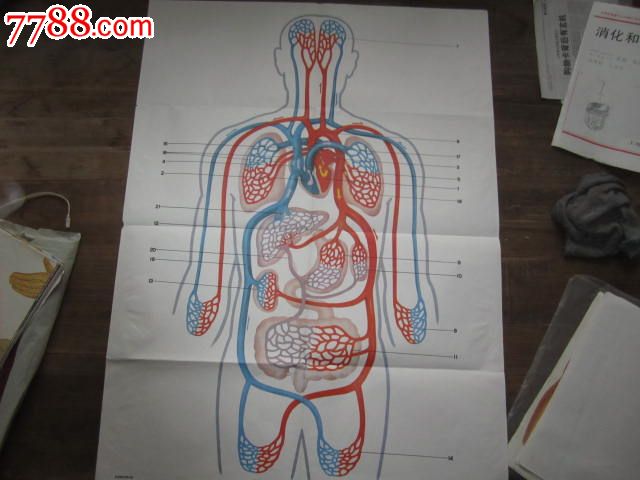血液循环模式图/人体生理卫生部分.上辑
