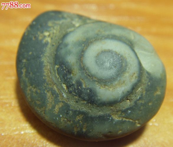 蜗牛化石