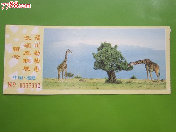 福州动物园长颈鹿联展留念,园林\/公园-- 公园,旅