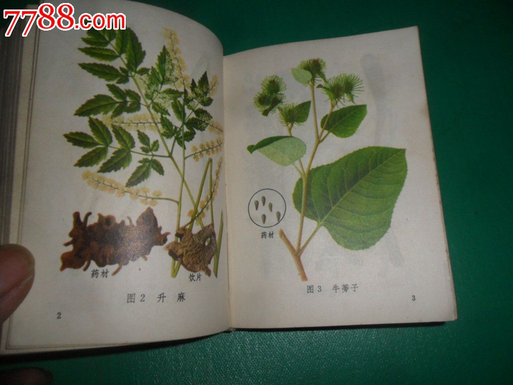 常用中草药图谱(64开蓝皮,228幅中草药彩图)