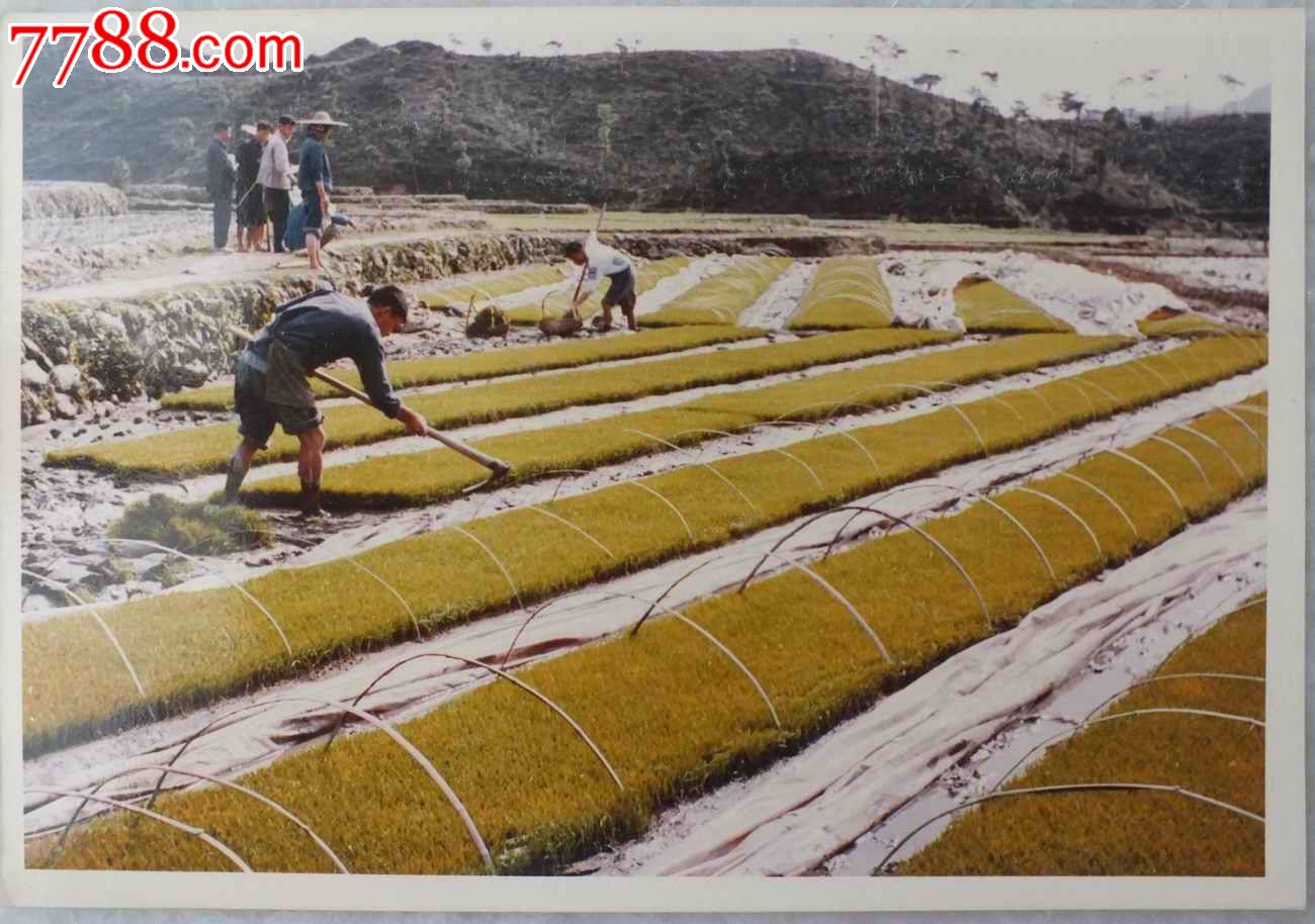 知识青年70年代初在农田劳作的彩色照片,由香