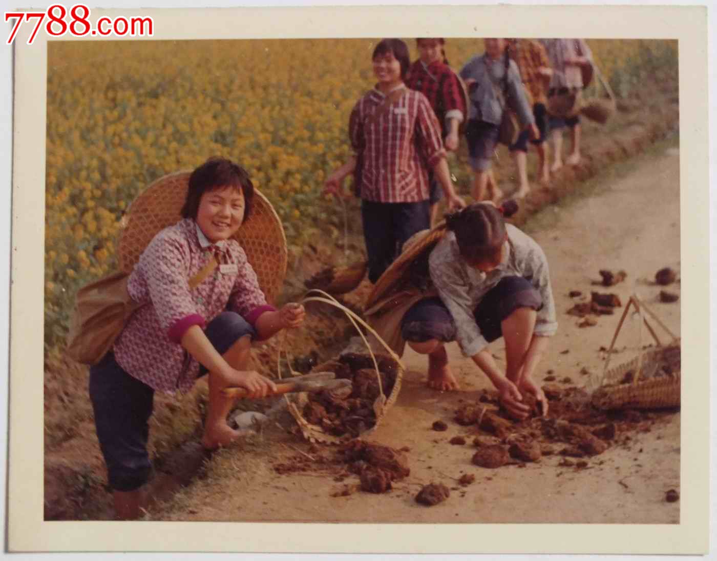 反映知识青年在农村拾粪的原版彩色照片