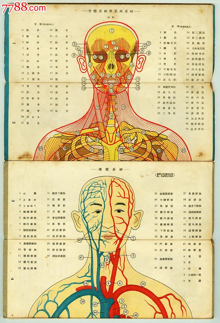 50年代人体医学挂图