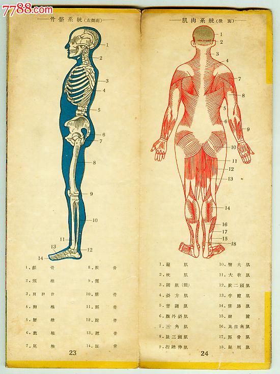 50年代人体医学挂图