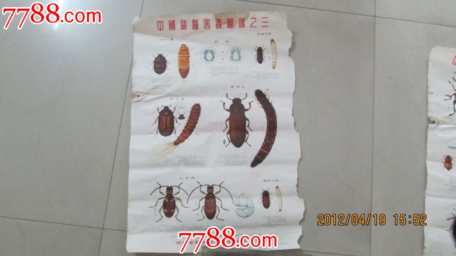 中国储粮害虫图说(一.二.三.四.