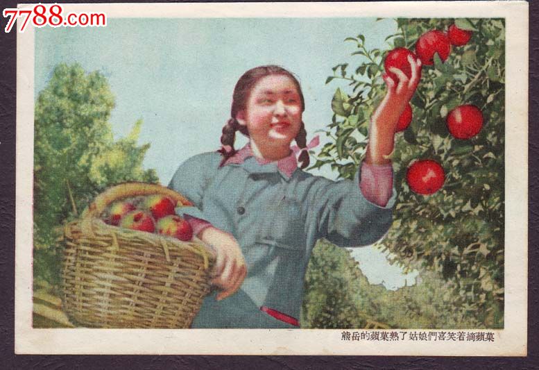熊岳的苹果熟了姑娘们笑着摘苹果