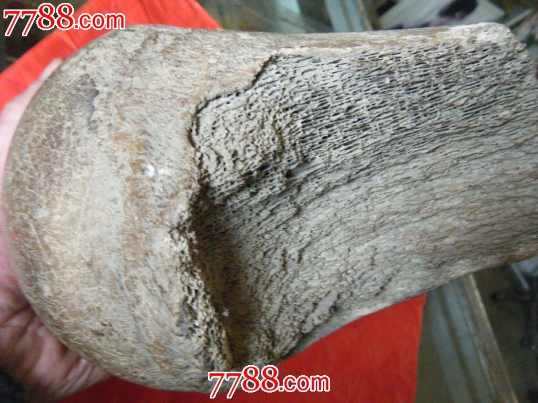 猛犸象(股骨头化石)
