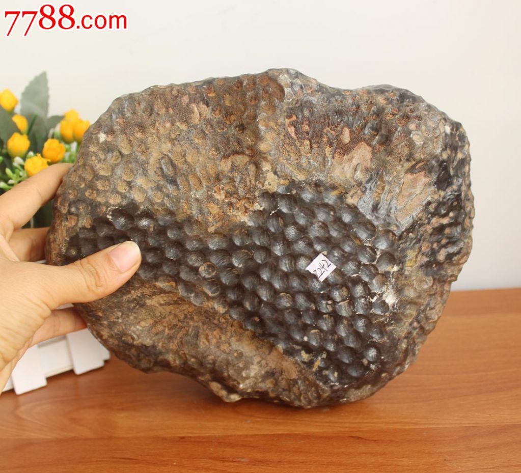 超大保真珊瑚虫化石烟灰缸蜂窝石奇石摆件塔香香座花盆奇石z242